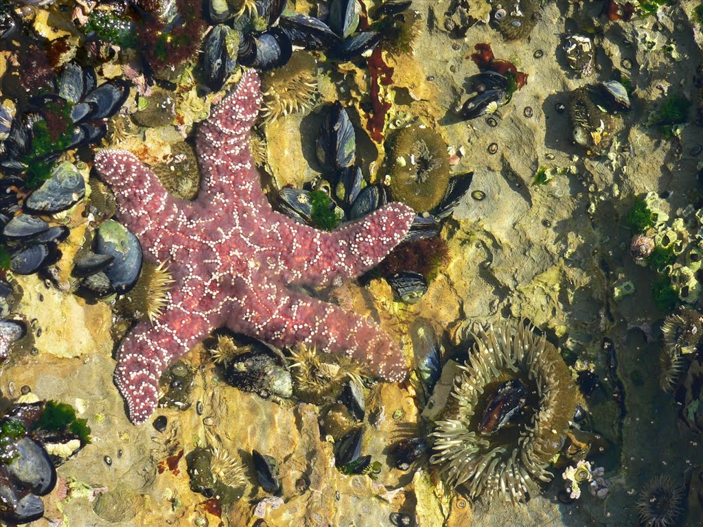 Tidal Pool - Abalone Cove by Becky Robbins