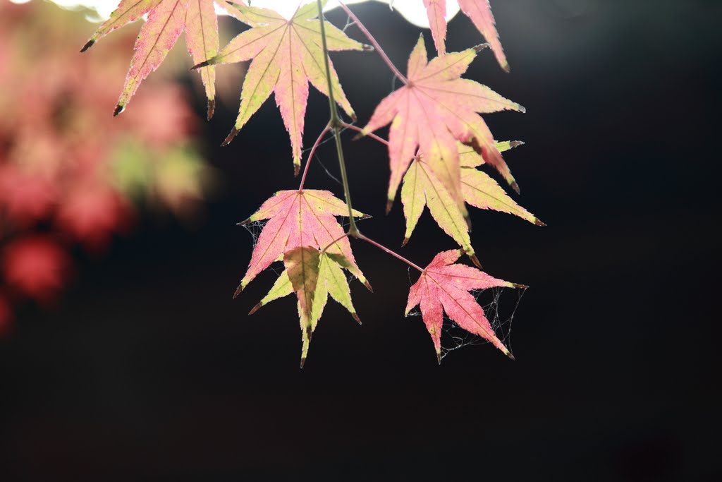 Pink maple leaves by Rodergs66