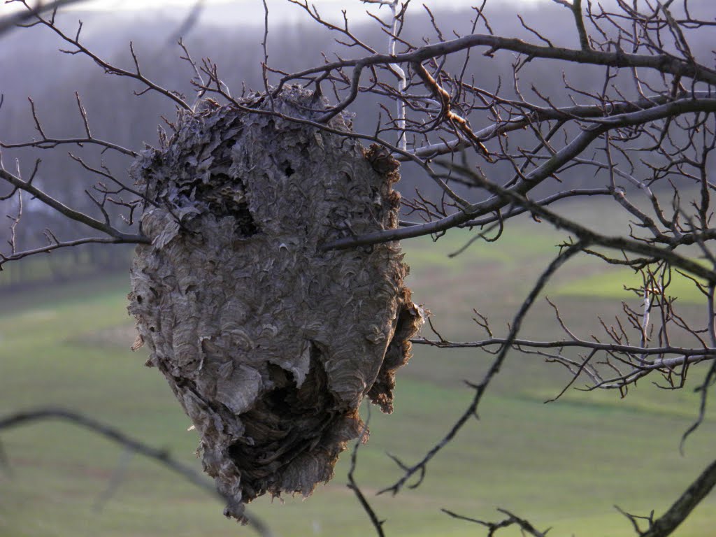 Hornets Nest Dec 2011 by Dale Major