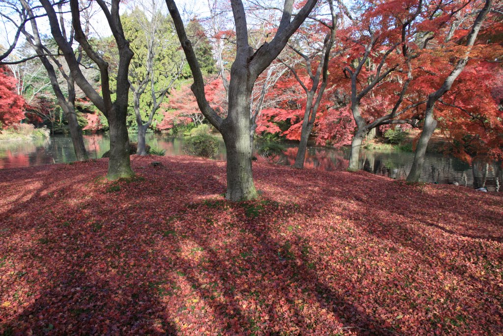 京都府立植物園，JAPAN by michikoko