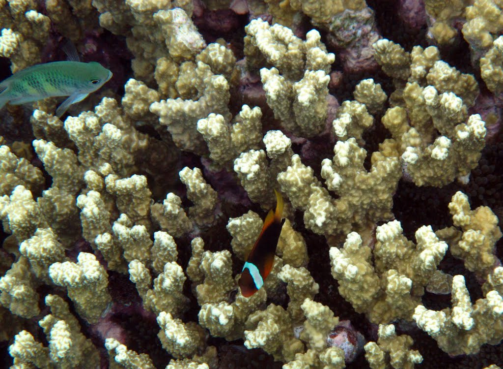 Fishes between corals of Arno lagoon by Andrea Andrea