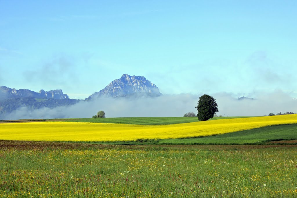 Vorchdorf - Rapsblüte in Einsiedling by 09041952