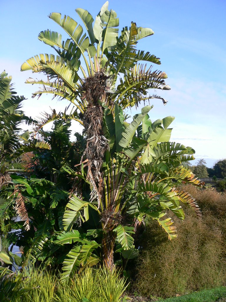 Giant Bird of Paradise by richyrichsmith