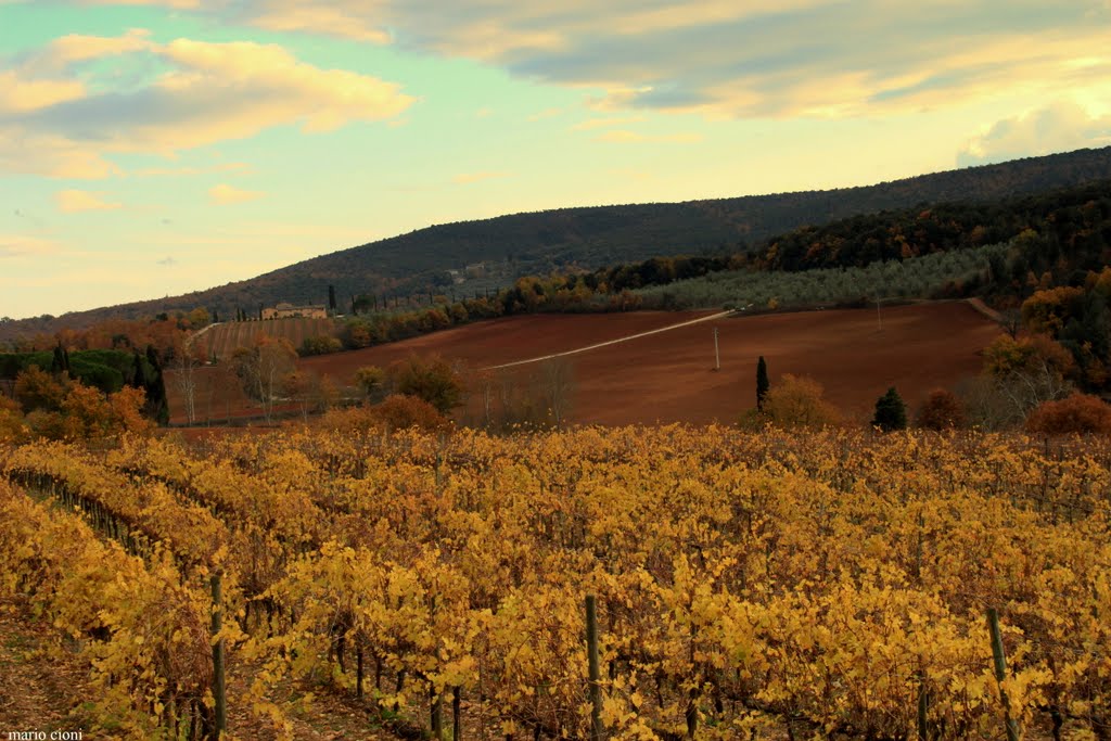 Eccellente il vino toscano by Mario Gestri