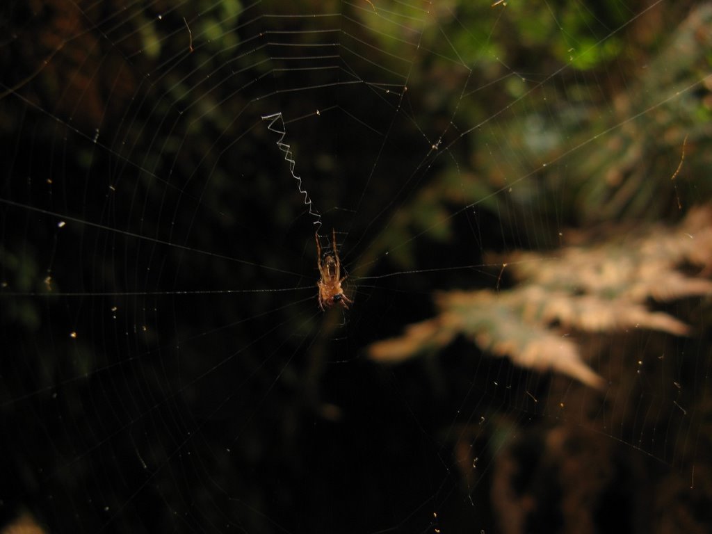 Spinnchen im Jungle by steffen häuser