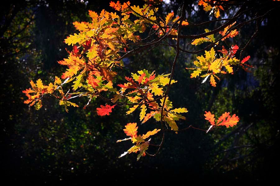 Hojas de roble by Inocencio Goikuria