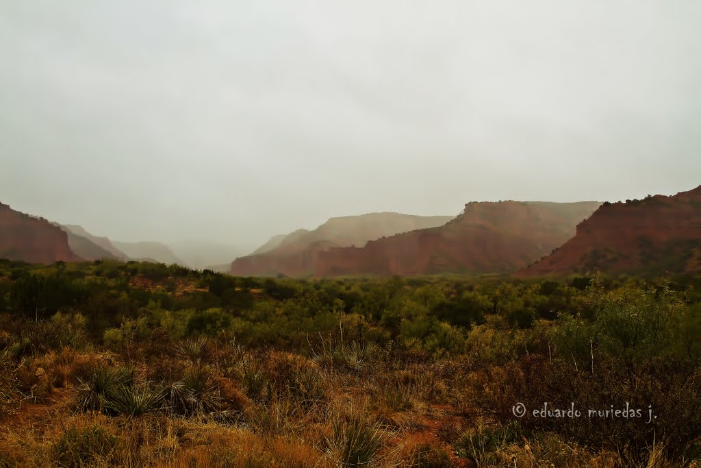 Foggy View by Eduardo Muriedas J.