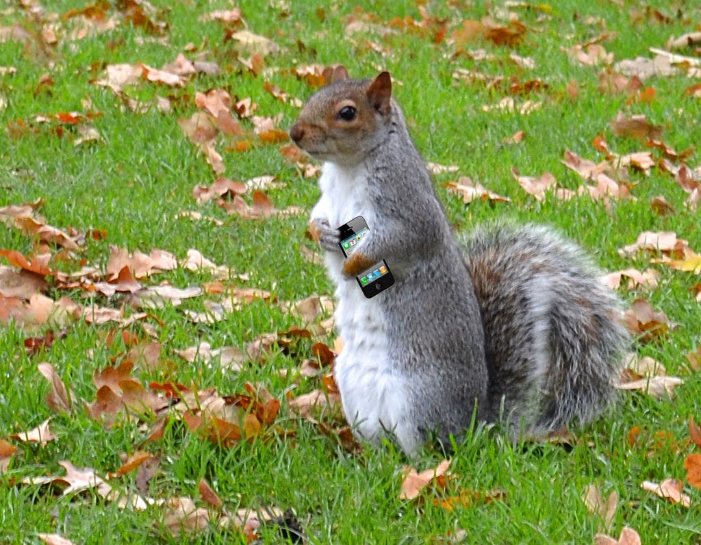 Phone a squirrel by davidl65