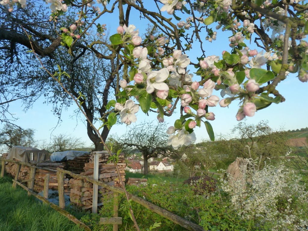 Sehr frühe erste Apfelblüte Ortsrand Lorbach/Büdingen,-Oberhessen by StuckenPeter