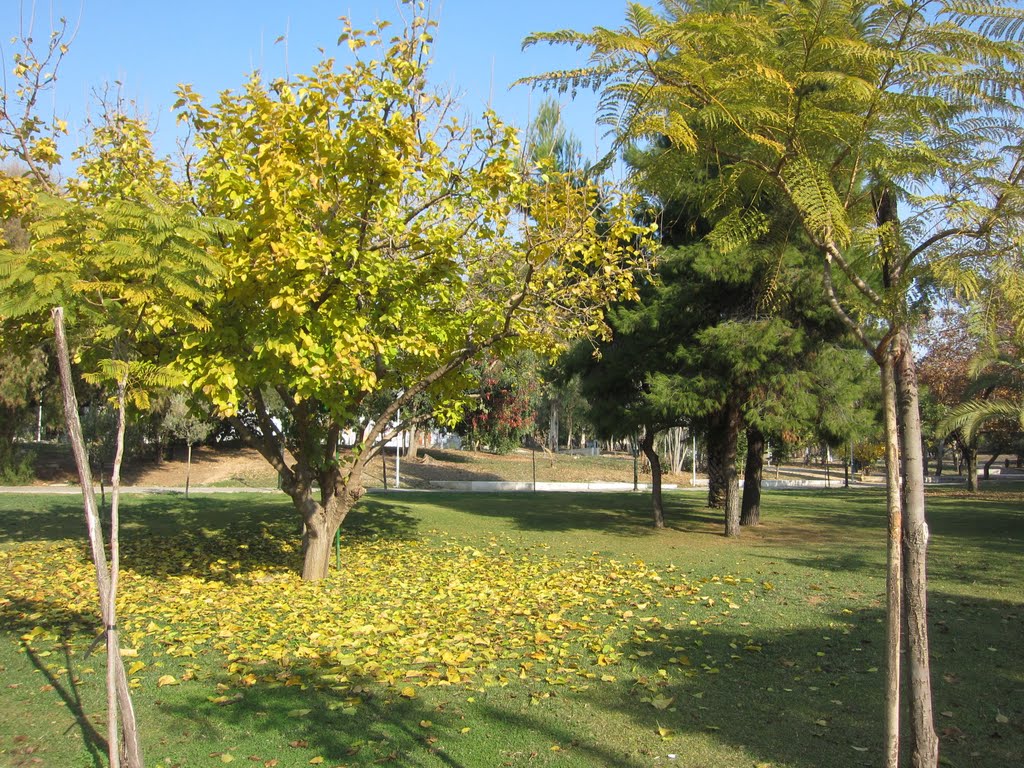 Otoño en Atenas, Plaza Evangelismós. by Fernando Palma