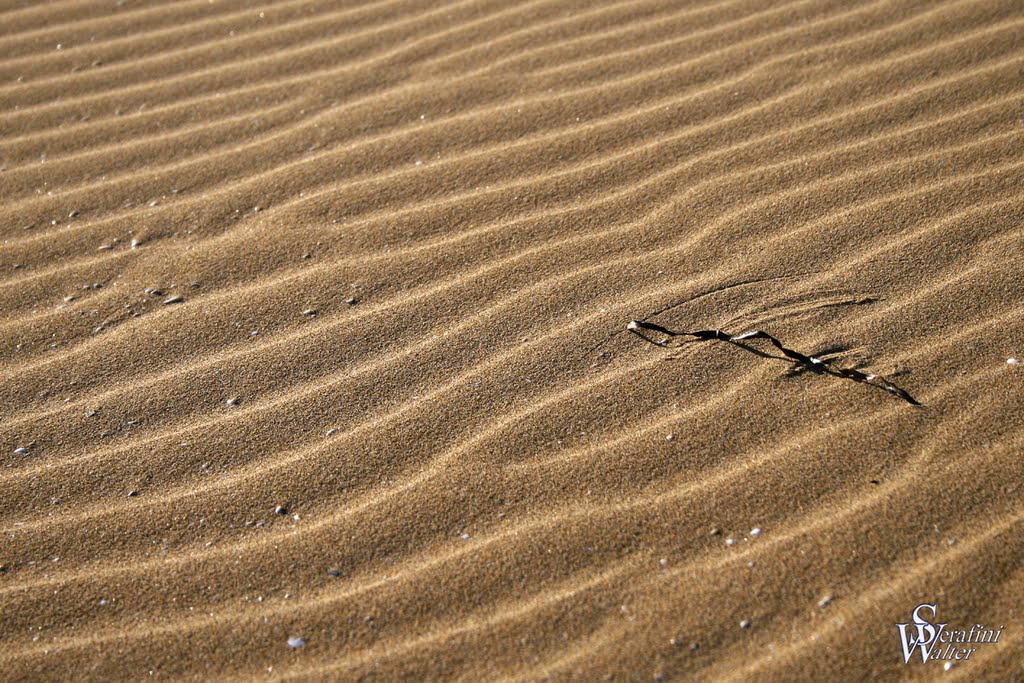 Serpente di legno by walter65wa