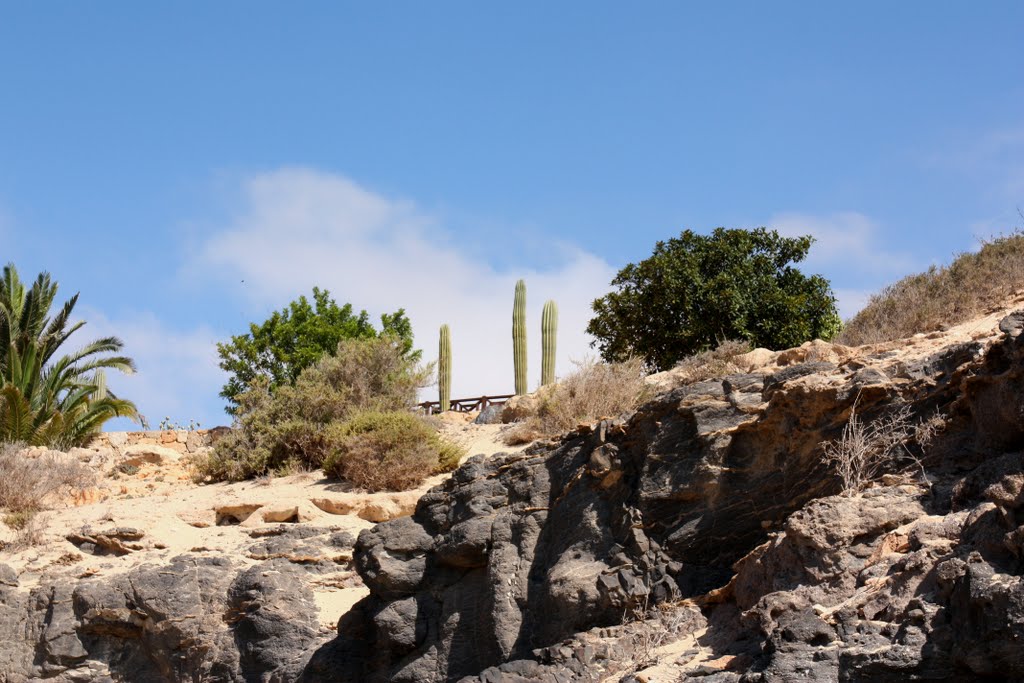 Fuerteventura - Plants on the rock by Luca Messina