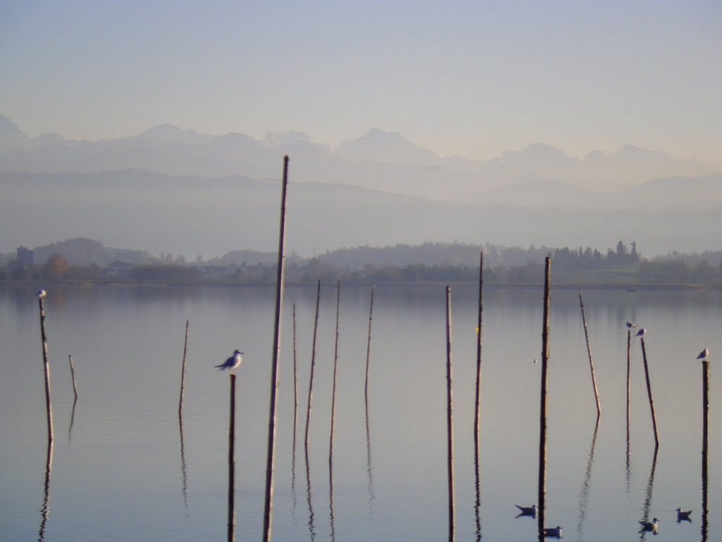 Alpenblick in Pfäffikon by E***