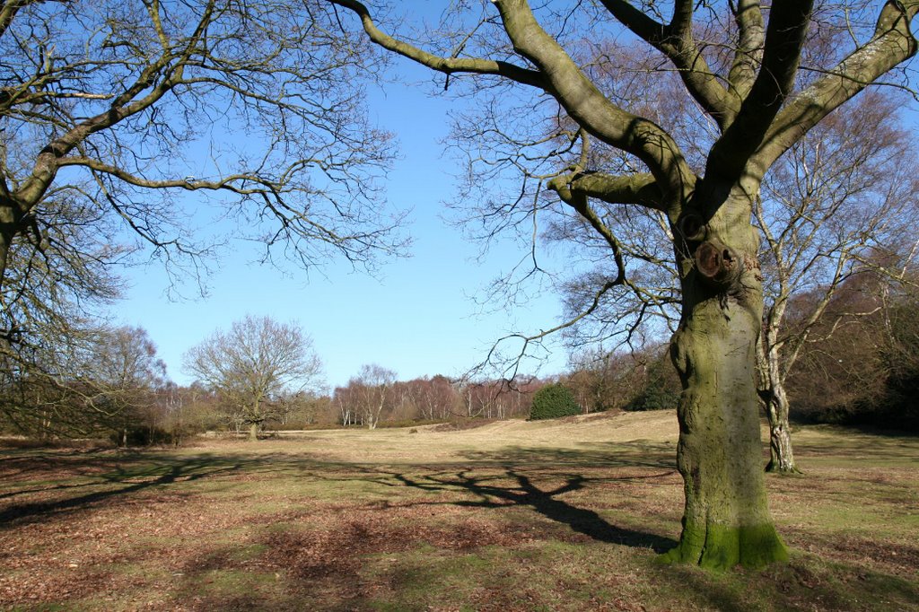 Sutton Park near Town Gate by JohnHW