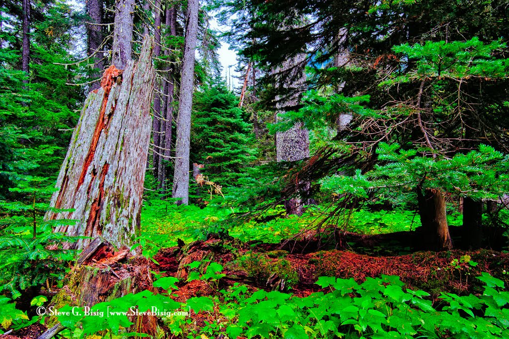 Cascade Forest by Steve G. Bisig