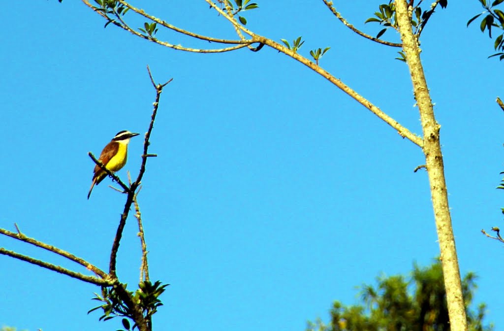 Bem_te_vi-Conopias parvus (Pelzeln, 1868) by João Henrique Dittma…