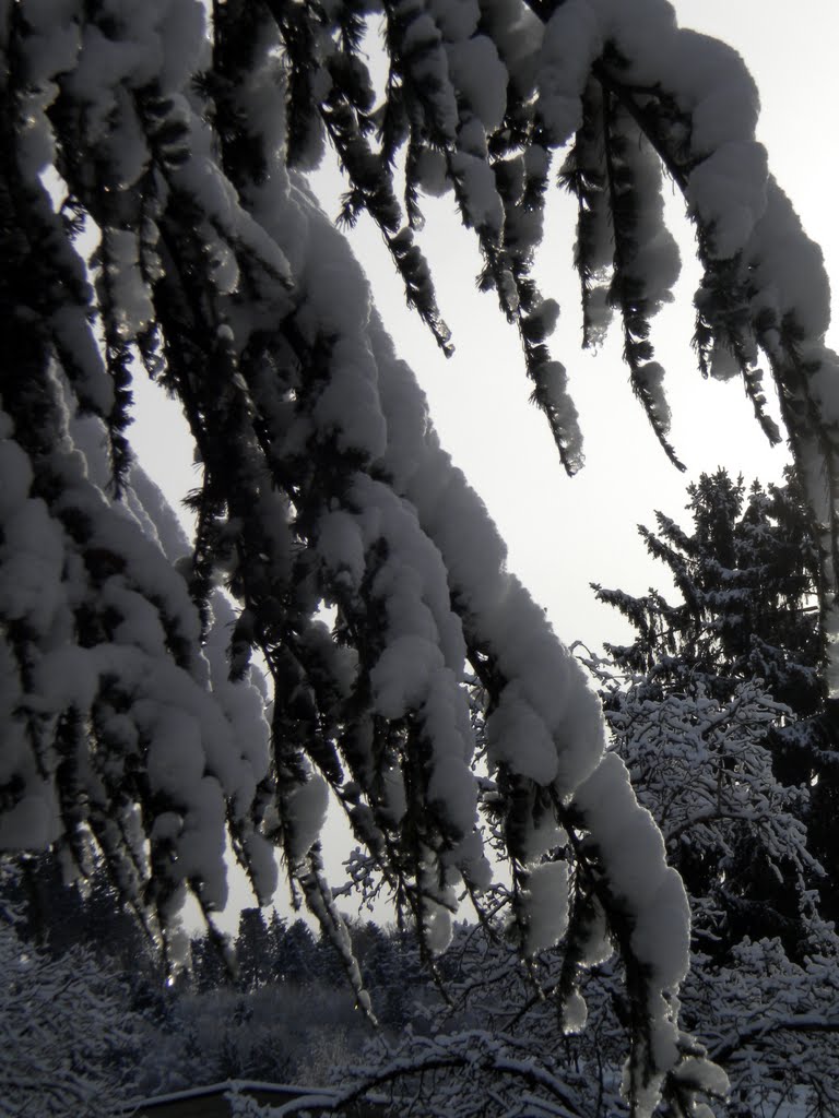 Snow and Trees (u.b.) by pcb