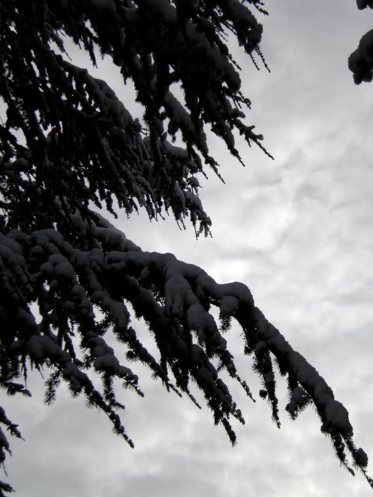 Snow and trees (u.b.) by Peter Ch Beckert