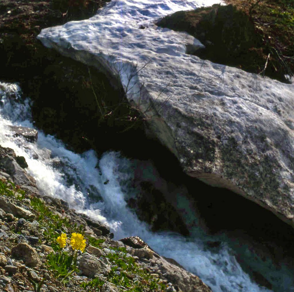 Flower river and snow in Vorarlberg, Austria by eva lewitus