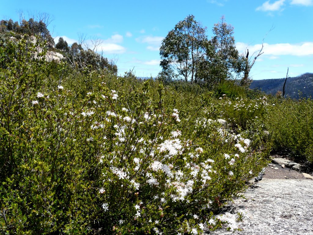 Dense tea tree on Booroomba Rocks (sth), Namadgi National Park ACT by Luke Johnston