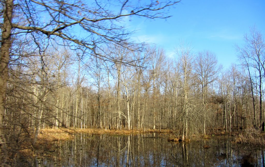 Great Swamp by Adam Elmquist