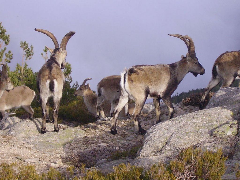 Cabras montesas by jcmolini