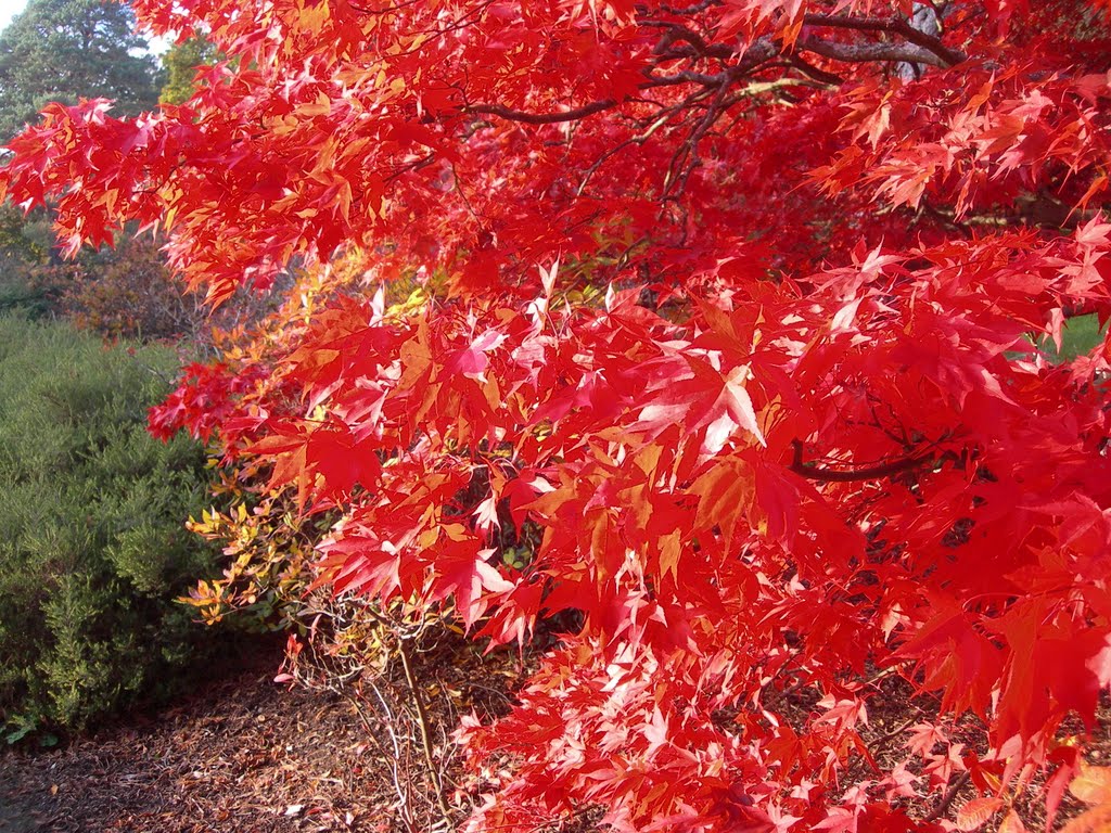 Autumn colours at Exbury Gardens by Eric Noble