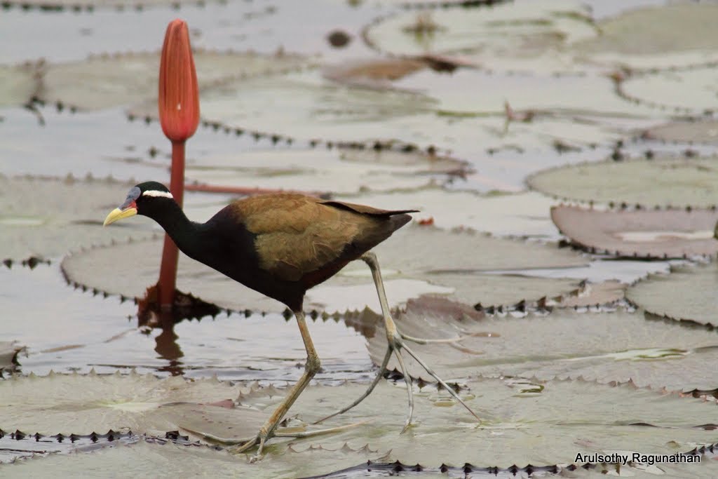 Bronze-winged Jacana (metopidius indicus) using widespread toes to walk on lily pads. Thale Noi Waterfowl Reserve, Khuan Khanun District, Phatthalung Province, Southern Thailand. by Arul KL