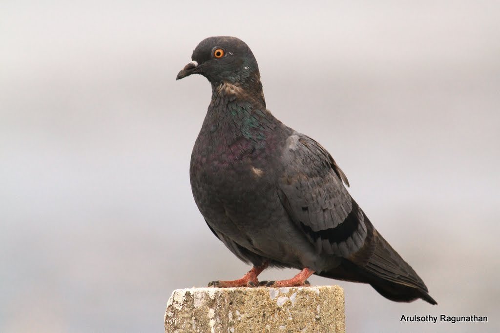 Rock Pigeon (Columba livia). Thale Noi Waterfowl Reserve, Khuan Khanun District, Phatthalung Province, Southern Thailand. by Arul KL