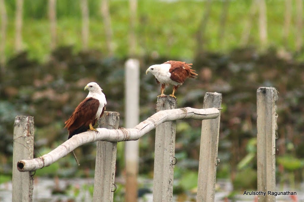 Pair of Brahminy Kites. Thale Noi Waterfowl Reserve, Khuan Khanun District, Phatthalung Province, Southern Thailand. by Arul KL