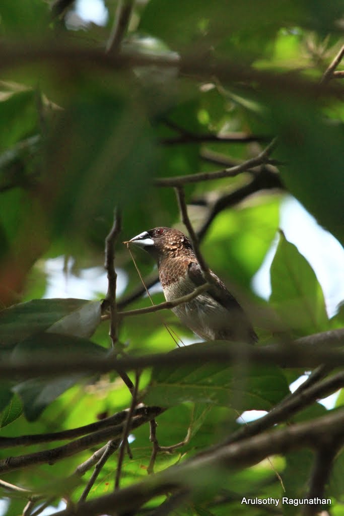 White-Rumped Munia (Lonchura striata)? Thale Noi Waterfowl Reserve, Khuan Khanun District, Phatthalung Province, Southern Thailand. by Arul KL