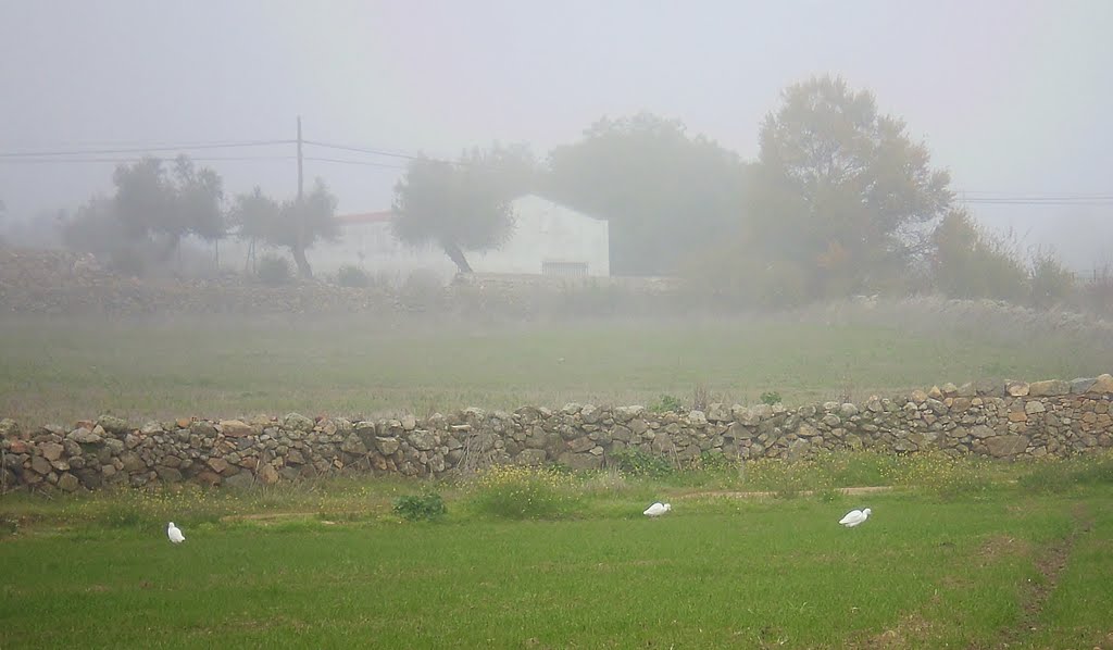 Garzas buscando a ciegas? by Tgya goya