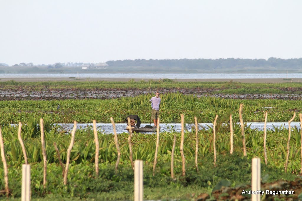 View from pier in the evening. Thale Noi Waterfowl Reserve, Khuan Khanun District, Phatthalung Province, Southern Thailand. by Arul KL