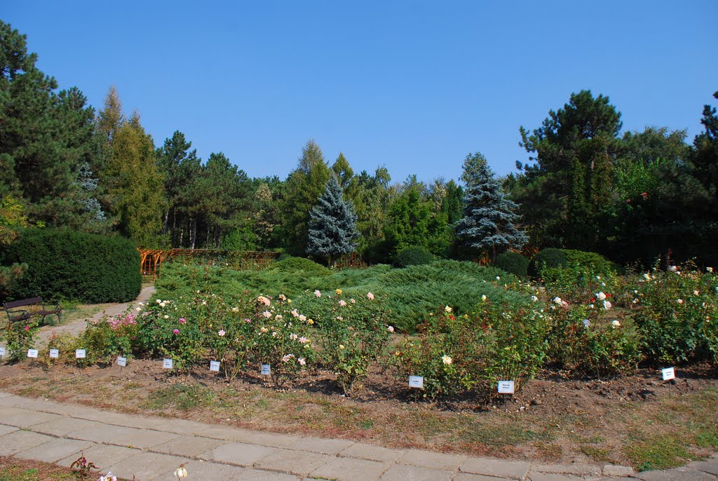 Rosarium at The Bothanic Garden of Iasi by Losy