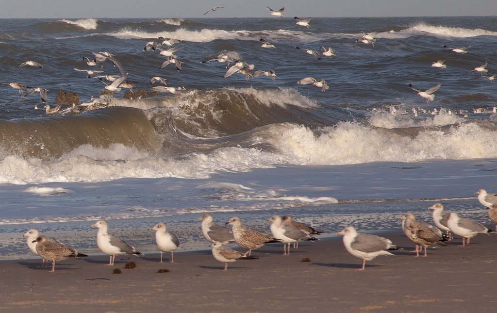 Sylt by carnehl