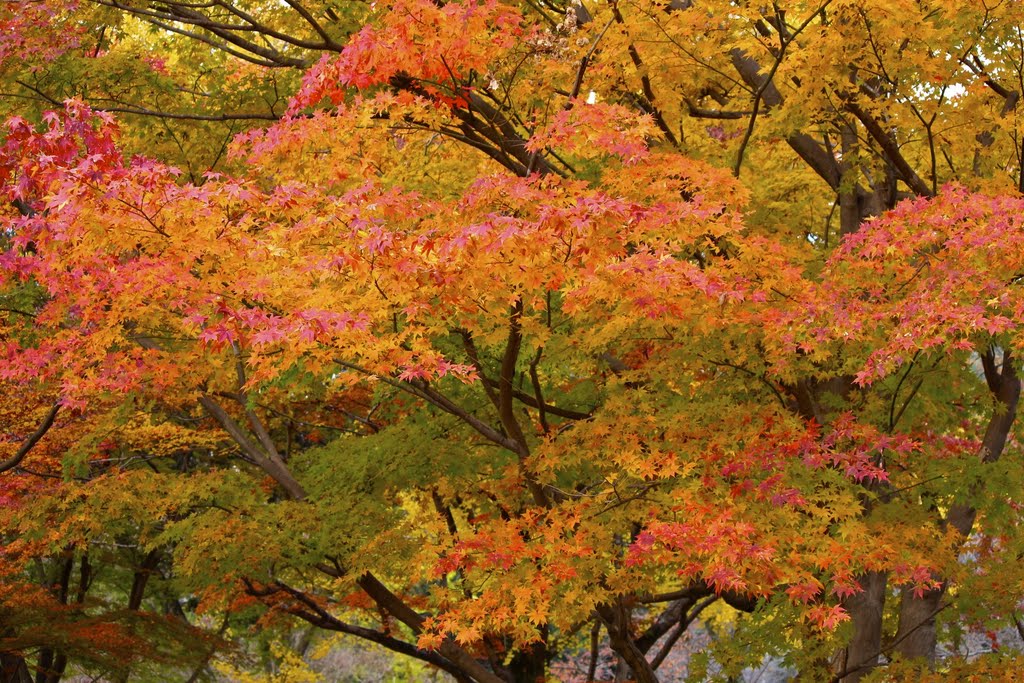 Zoshicho, Nara, Nara Prefecture 630-8211, Japan by kankurou