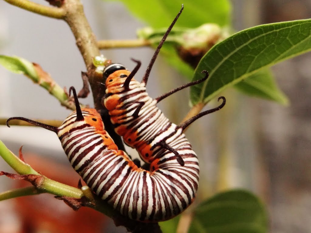 Sâu của loài Bướm Nâu (Euploea core) by Nhựt Trịnh Minh