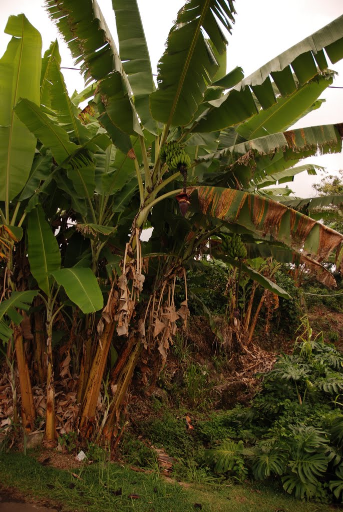 Under the Banana Tree by Conrad Nay