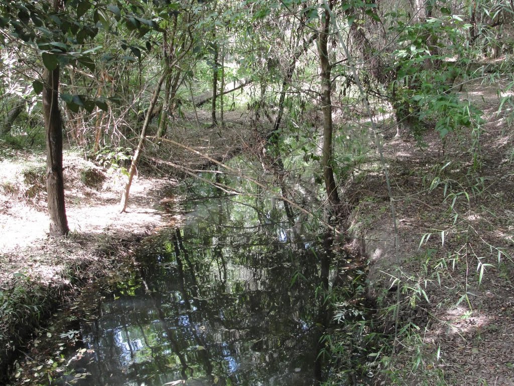 Curso de agua entre el cañaveral by ivelbero