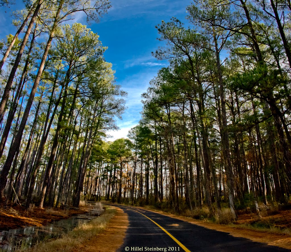 Blackwater National Wildlife Refuge Park, Cambridge Maryland by Hillel Steinberg