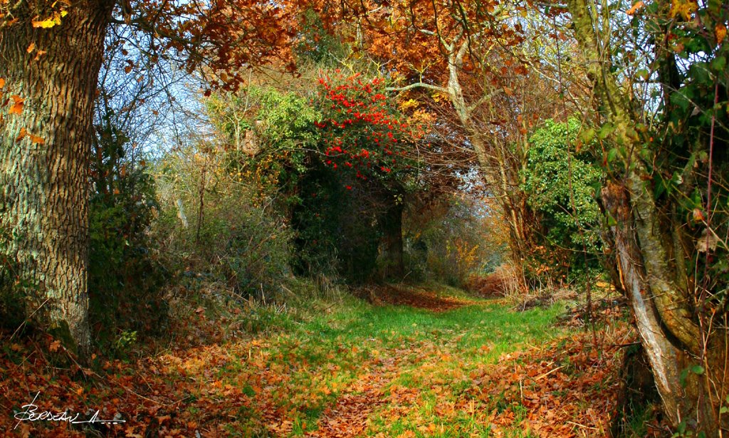 "chemin creux." 5...COULAINES...SARTHE...FRANCE. by BORDEAU Alain.(NO VIEWS!)