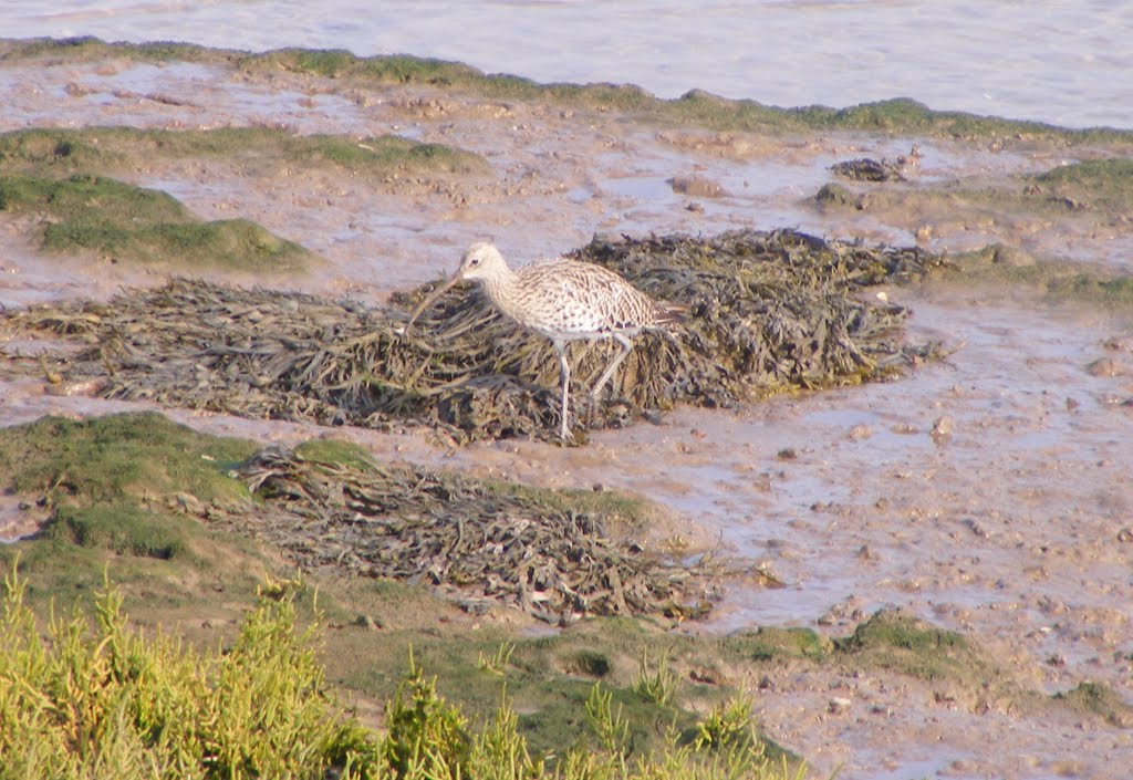 Curlew, Wells next the sea, Norfolk by Jon Dunn