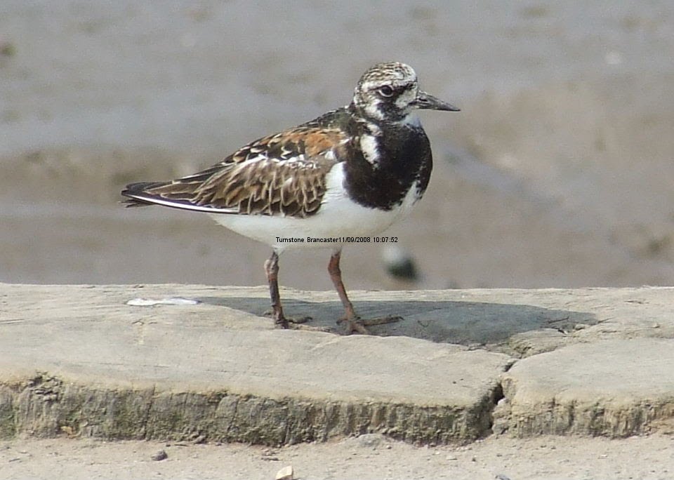 Turnstone, Brancaster, Norfolk by Jon Dunn