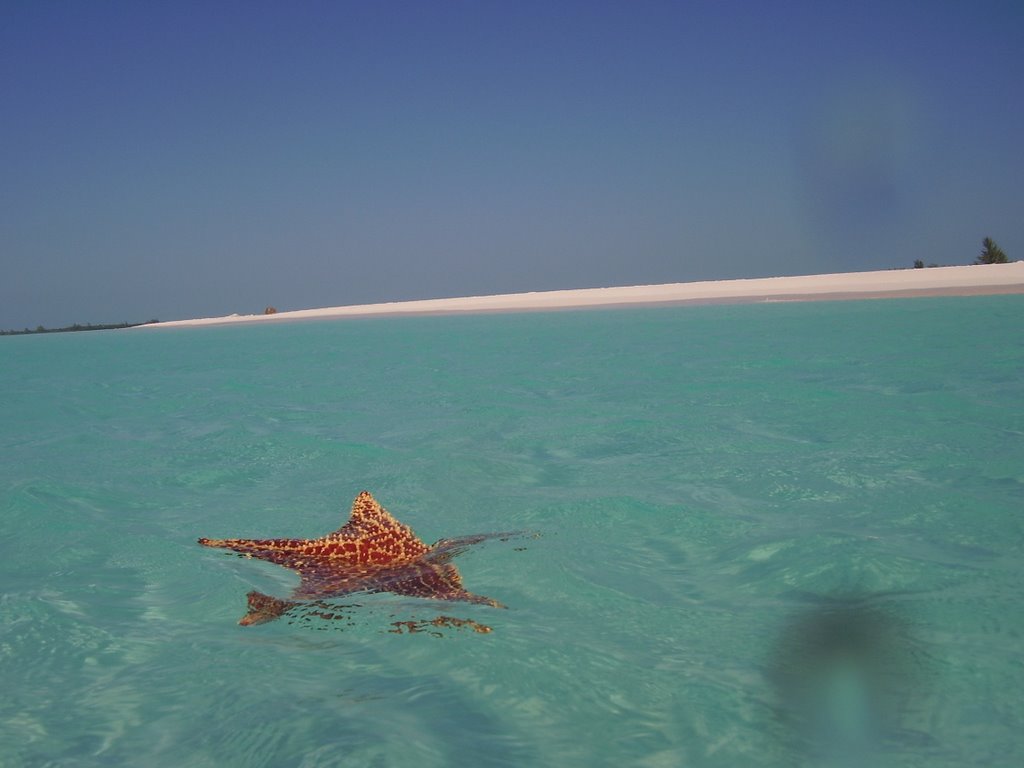 Sea Star - Playa Siriena - Cayo Largo by Rafaello Fontana