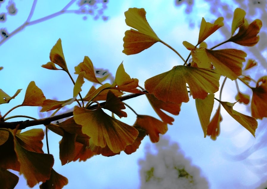 Ginkgo biloba by godefridi