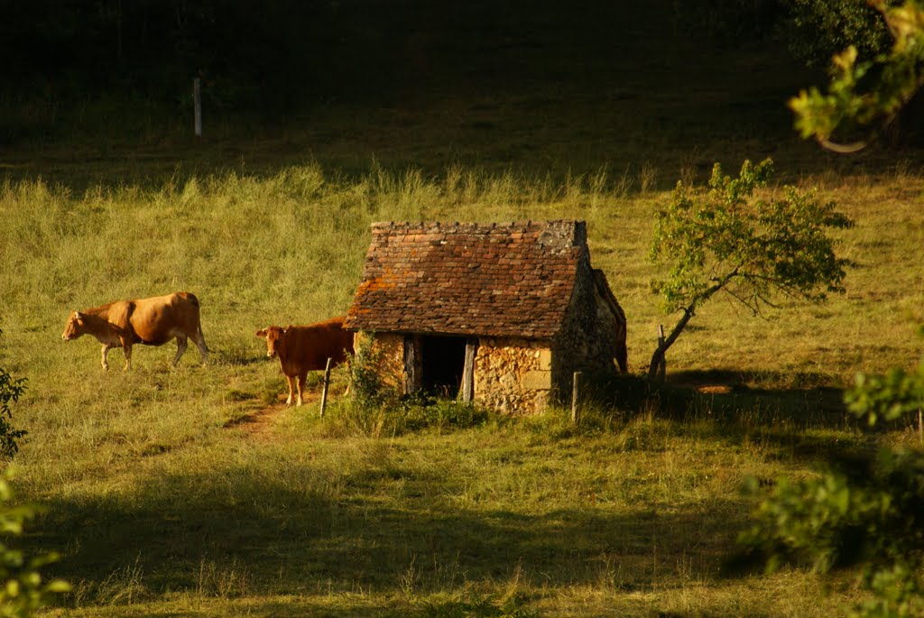 Limousin koeien bij Magnac, Dordogne, Frankrijk by chauffours