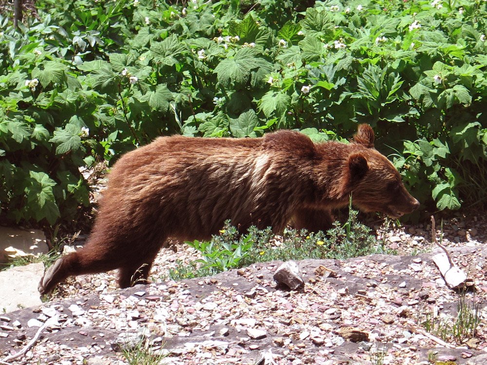 Small Grizzly on trail by dmcguirk