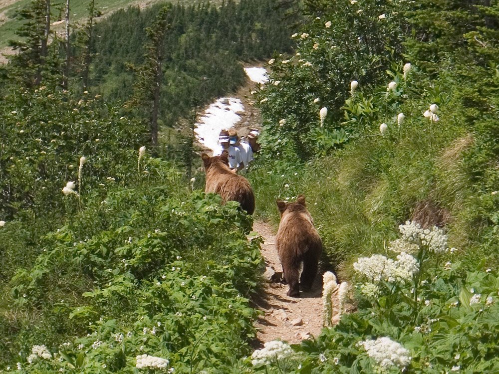 Hikers, beware bears! by dmcguirk