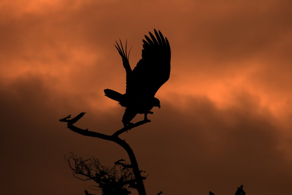 Bald Eagle, Camano Island State Park, Washington by WorldHusky