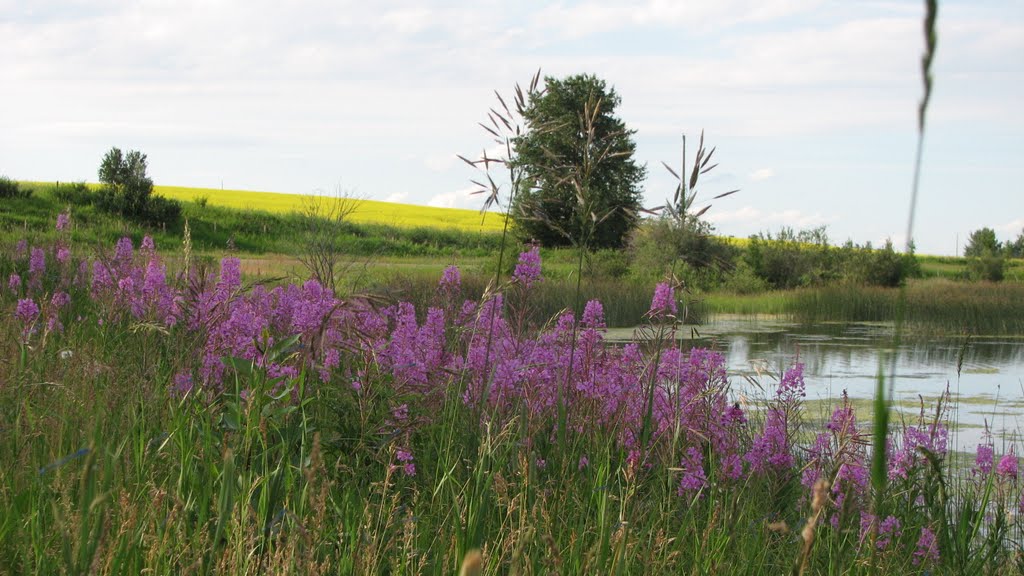 Wild Flowers by Amandyg